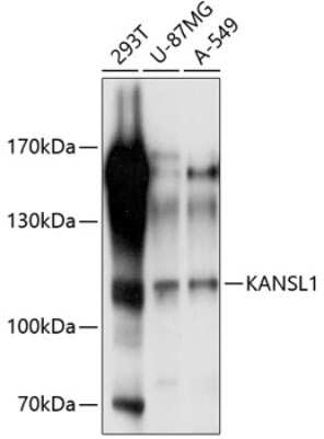 Western Blot: KANSL1 AntibodyAzide and BSA Free [NBP3-05162]