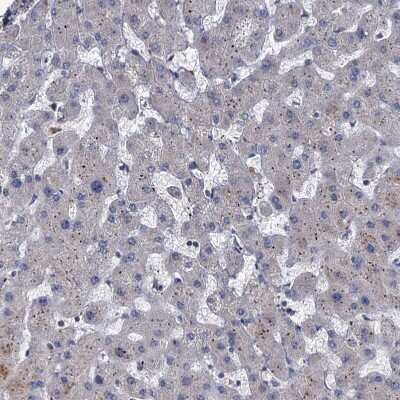 Immunohistochemistry-Paraffin: KANSL2 Antibody [NBP1-82181]