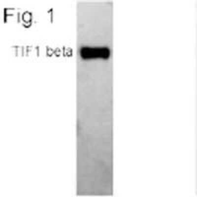 Western Blot: KAP1 Antibody (20C1) [NB100-74549]