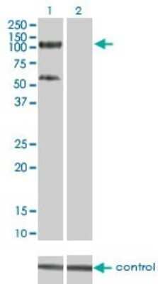 Western Blot: KAP1 Antibody (4E6) [H00010155-M01]