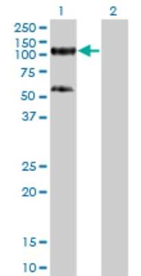 Western Blot: KAP1 Antibody (4E6) [H00010155-M01]