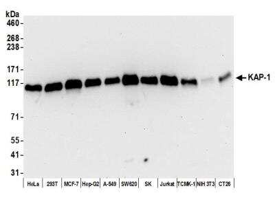 Western Blot: KAP1 Antibody (BL-248-2G6) [NBP2-76411]