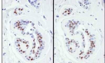 Immunohistochemistry-Paraffin: KAP1 Antibody [NB500-158]