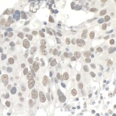 Immunohistochemistry-Paraffin: KAP1 Antibody [NB500-159]