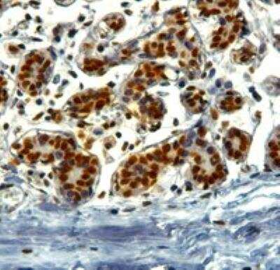 Immunohistochemistry-Paraffin: KAP1 Antibody [NB100-1161]