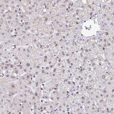 Immunohistochemistry-Paraffin: KAP1 Antibody [NBP2-39014]