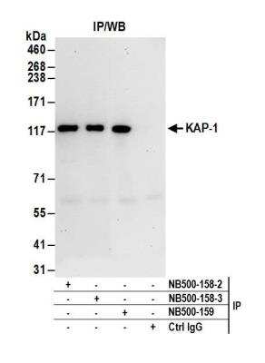 Immunoprecipitation: KAP1 Antibody [NB500-158]