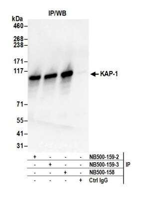 Immunoprecipitation: KAP1 Antibody [NB500-159]