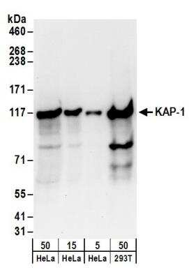 Western Blot: KAP1 Antibody [NB500-158]