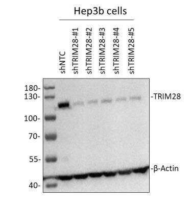 Western Blot: KAP1 Antibody [NB500-158]