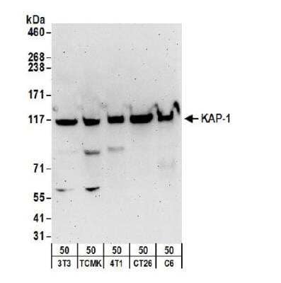 Western Blot: KAP1 Antibody [NB500-158]