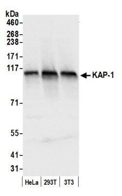 Western Blot: KAP1 Antibody [NB500-159]