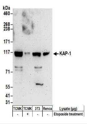 Western Blot: KAP1 Antibody [NBP2-32071]