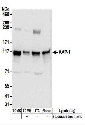 Western Blot: KAP1 Antibody [NBP2-32072]