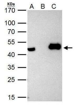 Immunoprecipitation: KAT1 Antibody [NBP2-14976]