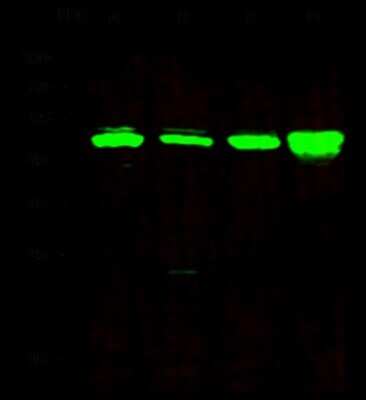 Western Blot: KAT1 Antibody [NBP2-98803]