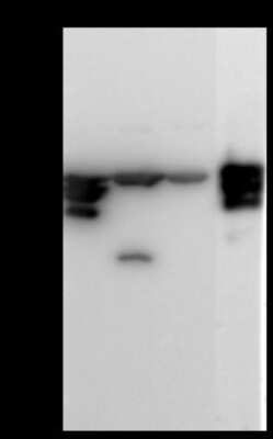 Western Blot: KAT1 Antibody [NBP2-98804]