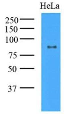 Western Blot: KAT2A/GCN5 Antibody (3G13)BSA Free [NBP1-48593]