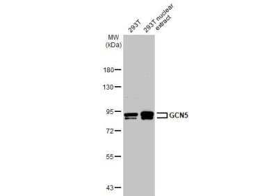 Western Blot: KAT2A/GCN5 Antibody [NBP2-17017]