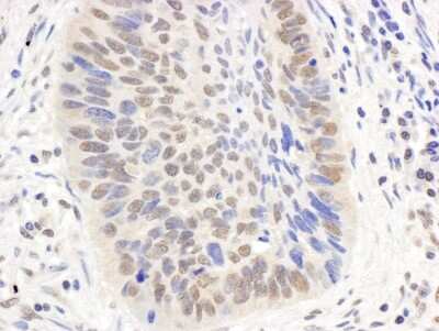 Immunohistochemistry-Paraffin: KAT3B/p300 Antibody [NB500-161]