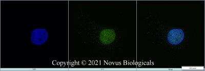Immunocytochemistry/ Immunofluorescence: KAT3B/p300 Antibody (RW105) - Azide and BSA Free [NBP2-80820]