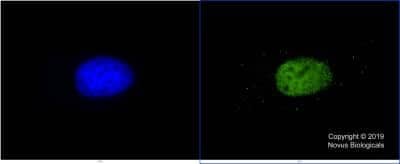 Immunocytochemistry/ Immunofluorescence: KAT3B/p300 Antibody (RW105) - BSA Free [NB100-616]