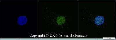 Immunocytochemistry/ Immunofluorescence: KAT3B/p300 Antibody (RW105) - BSA Free [NB100-616]