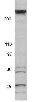 Western Blot: KAT3B/p300 Antibody (RW105)BSA Free [NB100-616]