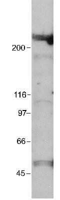 Western Blot: KAT3B/p300 Antibody (RW109) [NB100-617]