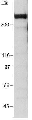 Western Blot: KAT3B/p300 Antibody (RW128)BSA Free [NB100-507]