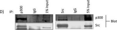 Western Blot: KAT3B/p300 Antibody (RW128)BSA Free [NB100-507]