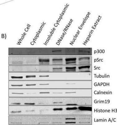 Western Blot: KAT3B/p300 Antibody (RW128)BSA Free [NB100-507]