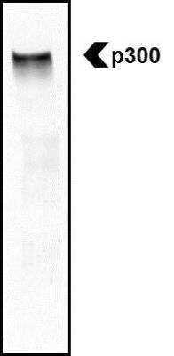 Western Blot: KAT3B/p300 Antibody [NB500-161]