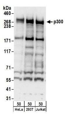 Western Blot: KAT3B/p300 Antibody [NB500-161]