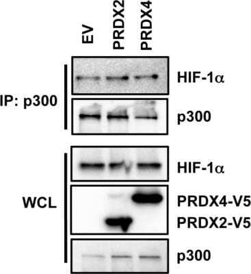 Western Blot: KAT3B/p300 Antibody [NB500-161]