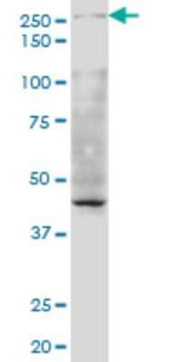 Western Blot: KAT4/TBP Associated Factor 1 Antibody (1G9) [H00006872-M02]