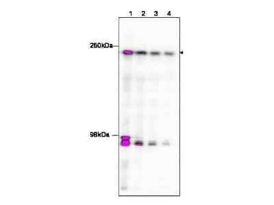 Western Blot: KAT4/TBP Associated Factor 1 Antibody [NBP1-77847]