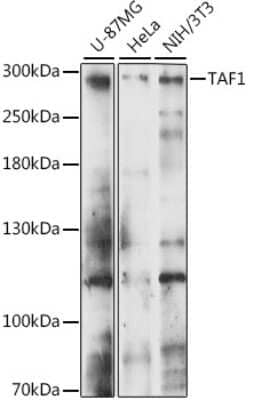 Western Blot: KAT4/TBP Associated Factor 1 AntibodyAzide and BSA Free [NBP3-03499]