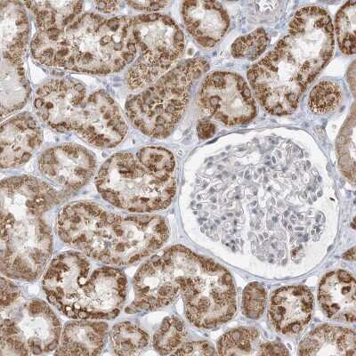Immunohistochemistry-Paraffin: KAT8 regulatory NSL3 Antibody [NBP1-83875]