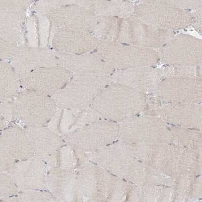Immunohistochemistry-Paraffin: KAT8 regulatory NSL3 Antibody [NBP1-83875]