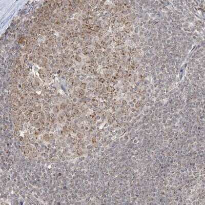 Immunohistochemistry-Paraffin: KAT8 regulatory NSL3 Antibody [NBP1-83875]