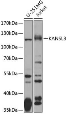 Western Blot: KAT8 regulatory NSL3 AntibodyBSA Free [NBP3-03331]