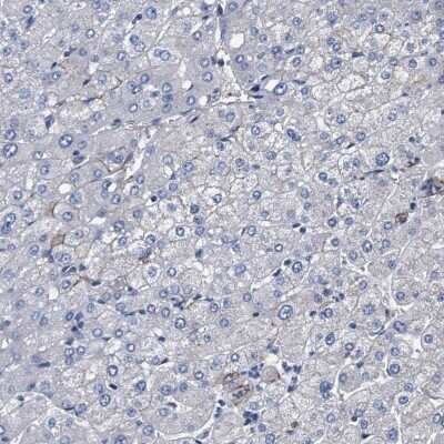 Immunohistochemistry-Paraffin: KBTBD10 Antibody [NBP1-80786]