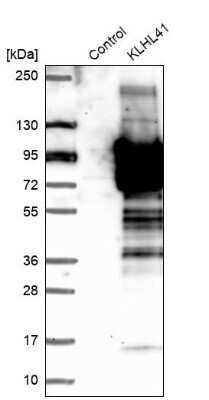 Western Blot: KBTBD10 Antibody [NBP1-80786]