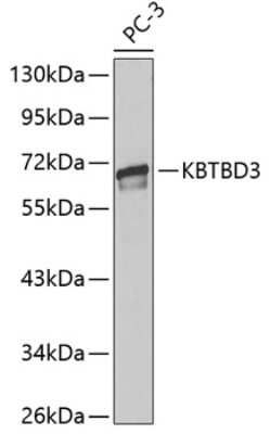 Western Blot: KBTBD3 AntibodyBSA Free [NBP3-05021]