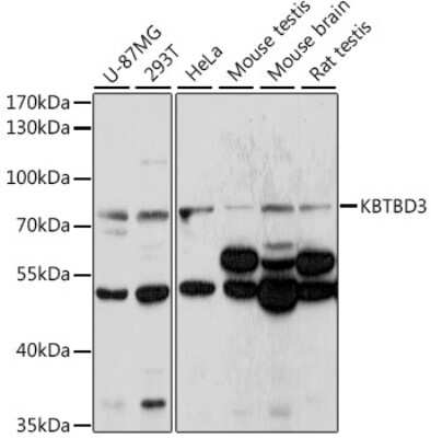 Western Blot: KBTBD3 AntibodyAzide and BSA Free [NBP3-05088]