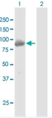 Western Blot: KBTBD6 Antibody [H00089890-B01P-50ug]