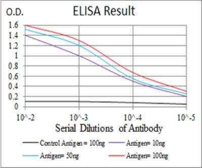 ELISA: KBTBD8 Antibody (7G8A6) - BSA Free [NBP2-52496]