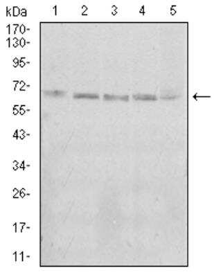 Western Blot: KBTBD8 Antibody (7G8A6)BSA Free [NBP2-52496]