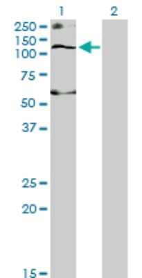 Western Blot: KCC1/SLC12A4 Antibody (1H6) [H00006560-M01]